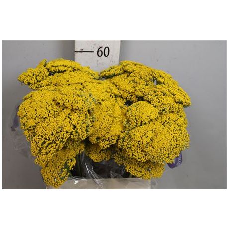 Achillea Park Variety