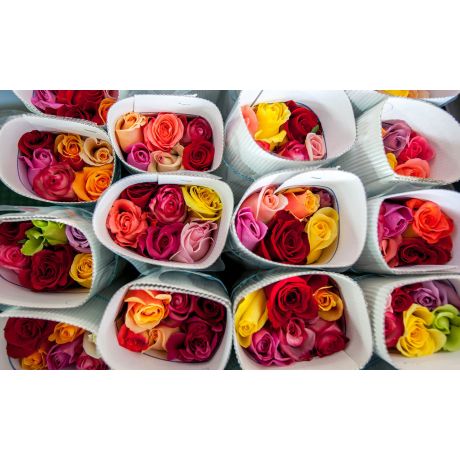 Trandafiri ecuador din aia foarte smecheri