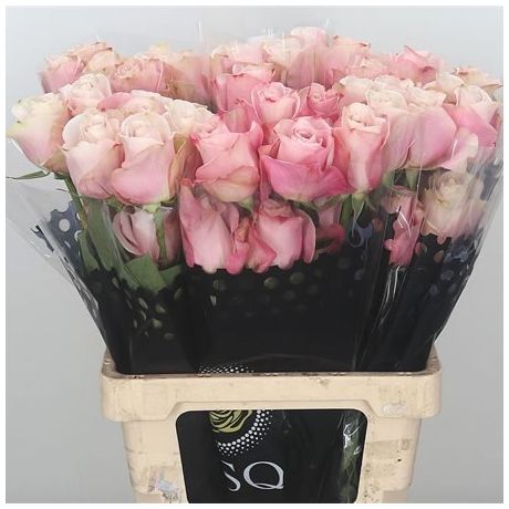 Trandafiri engross Ecuador - garden variety